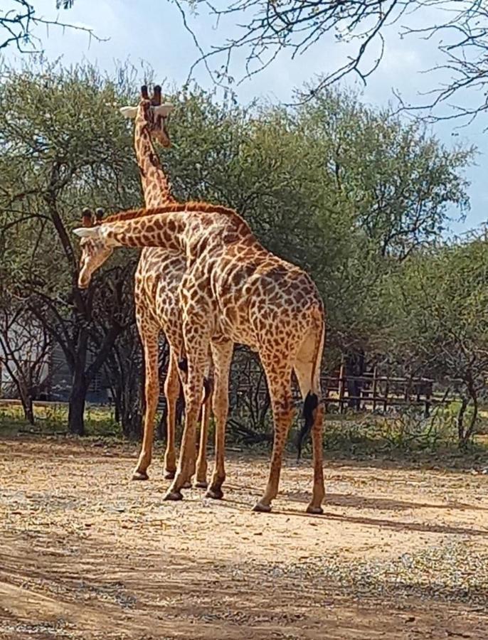 Kudus Crest Bush Retreat Lejlighed Marloth Park Eksteriør billede