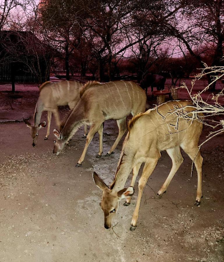 Kudus Crest Bush Retreat Lejlighed Marloth Park Eksteriør billede