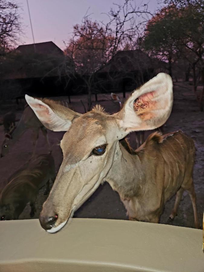 Kudus Crest Bush Retreat Lejlighed Marloth Park Eksteriør billede