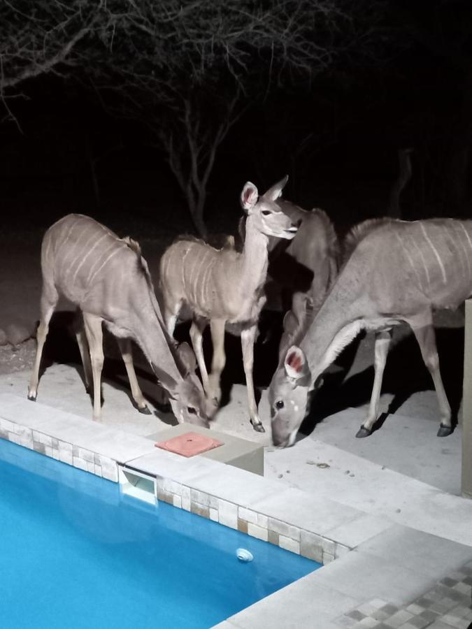 Kudus Crest Bush Retreat Lejlighed Marloth Park Eksteriør billede